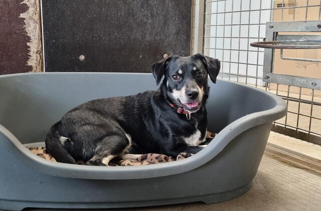 Stella | Foto: Sabine Pollok