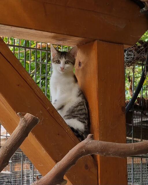 Lisa | Foto: Sabine Pollok