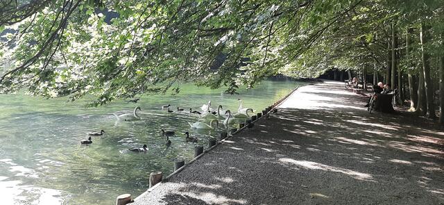 Schwäne und Enten tummeln sich am Stempfle See | Foto: Marianne Stenglein