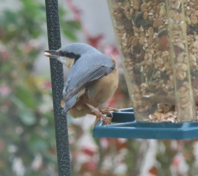 Ausschnitt aus dem Original-Foto. | Foto: M. A.