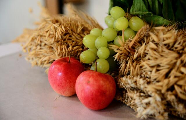 Die ersten Äpfel vom Partnerschaftsbaum.