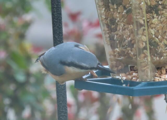 Ausschnitt aus dem Original-Foto. | Foto: M. A.