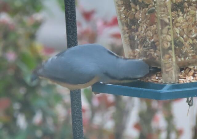 Ausschnitt aus dem Original-Foto. | Foto: M. A.