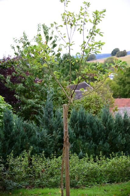 Der Partnerschafts-Apfelbaum für Tansania.