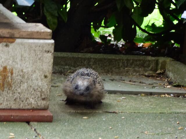 Gustav, gestern gegen 17.30 Uhr!!!
( Ausschnitt vom  Originalbild )