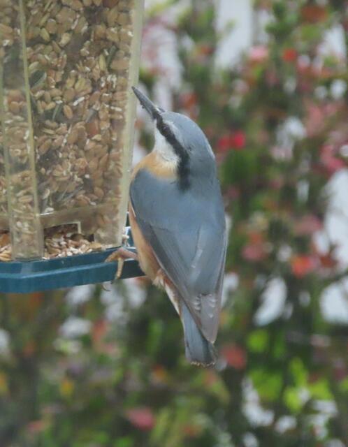 Ausschnitt aus dem Original-Foto. | Foto: M. A.