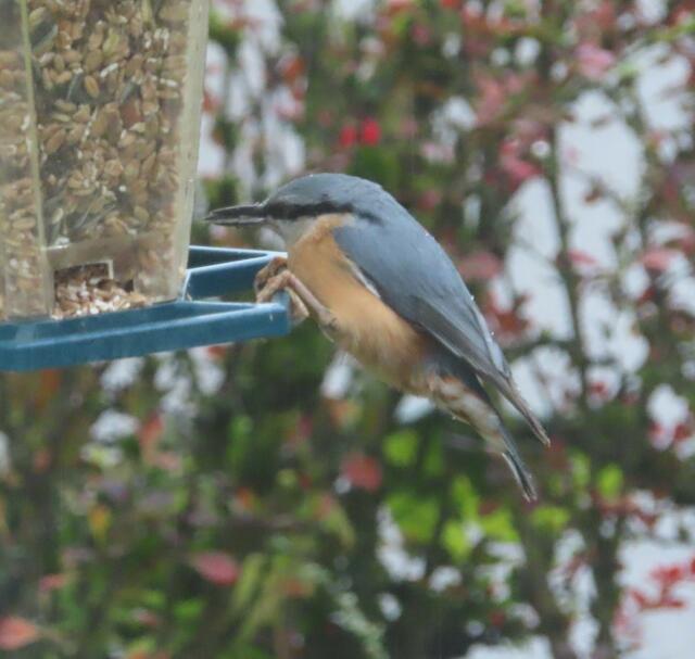 Ausschnitt aus dem Original-Foto. | Foto: M. A.