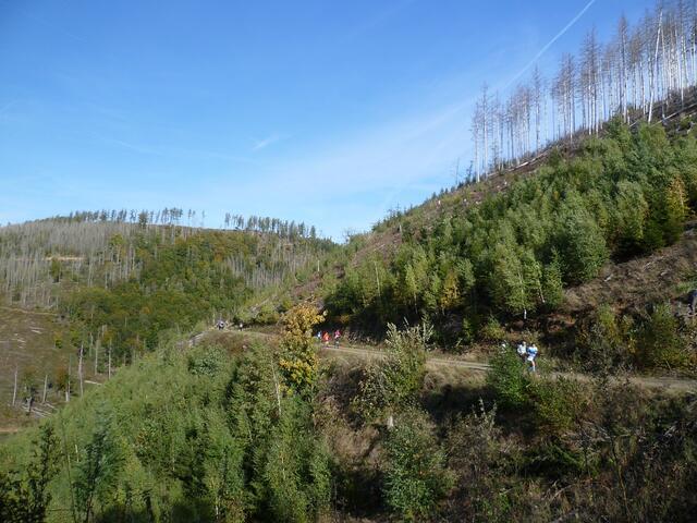 Fantastisches Wetter beim beim 46. Harz Gebirgslauf.
