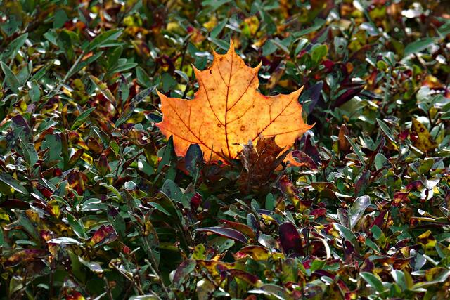 Blatt fällt in Blätter