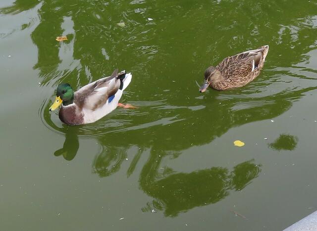 Ausschnitt aus dem Orignal-Foto. | Foto: M. A.