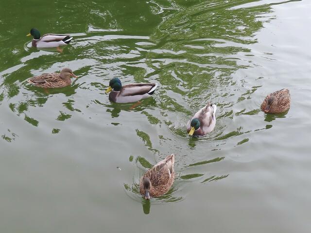 Ausschnitt aus dem Orignal-Foto. | Foto: M. A.