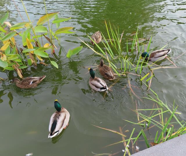 Ausschnitt aus dem Orignal-Foto. | Foto: M. A.