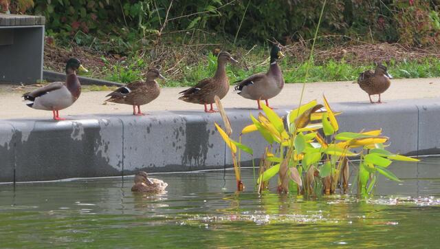 Ausschnitt aus dem Orignal-Foto. | Foto: M. A.