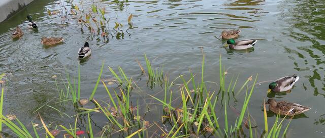 Ausschnitt aus dem Orignal-Foto. | Foto: M. A.