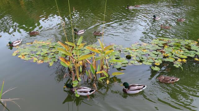 Ausschnitt aus dem Orignal-Foto. | Foto: M. A.