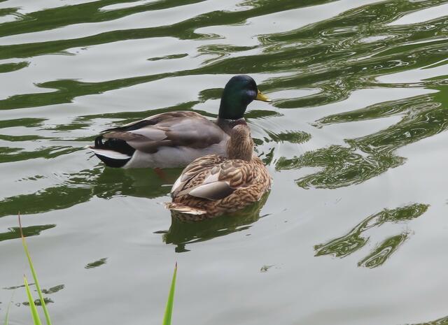 Ausschnitt aus dem Orignal-Foto. | Foto: M. A.