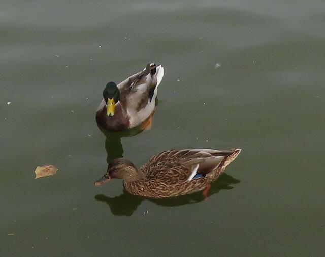 Ausschnitt aus dem Orignal-Foto. | Foto: M. A.
