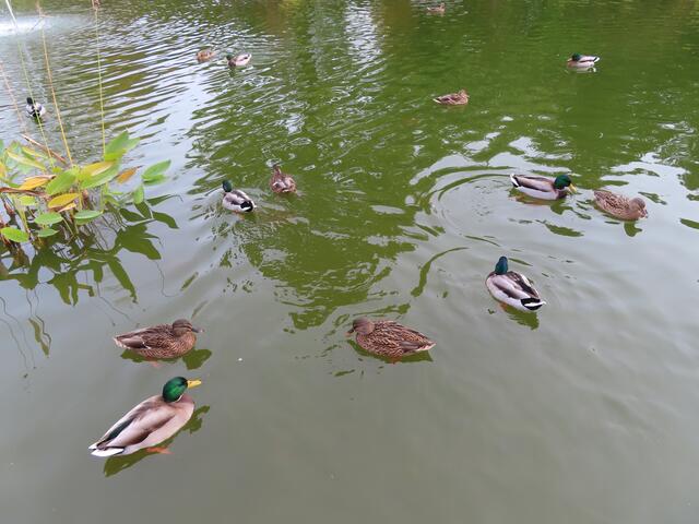 Ausschnitt aus dem Orignal-Foto. | Foto: M. A.