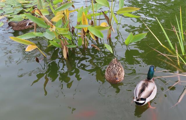 Ausschnitt aus dem Orignal-Foto. | Foto: M. A.