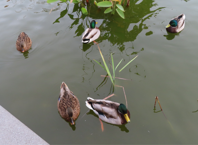 Ausschnitt aus dem Orignal-Foto. | Foto: M. A.