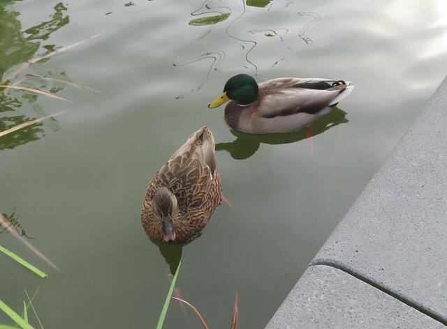 Ausschnitt aus dem Orignal-Foto. | Foto: M. A.