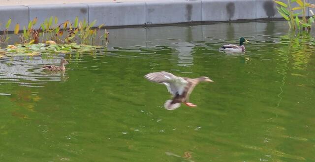 Ausschnitt aus dem Orignal-Foto. | Foto: M. A.