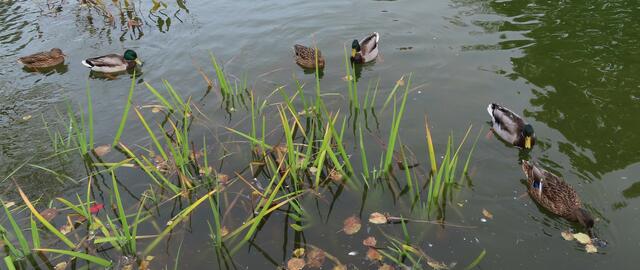 Ausschnitt aus dem Orignal-Foto. | Foto: M. A.