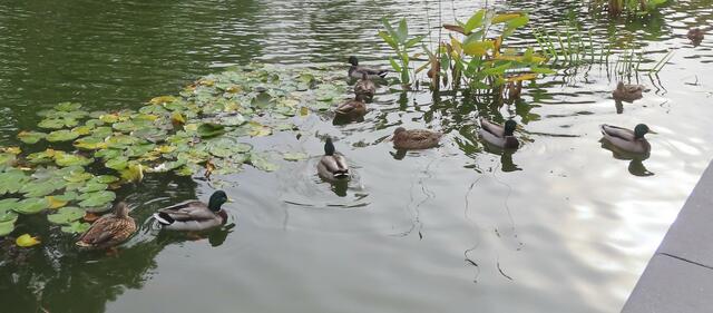 Ausschnitt aus dem Orignal-Foto. | Foto: M. A.