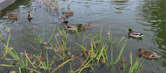 Ausschnitt aus dem Orignal-Foto. | Foto: M. A.