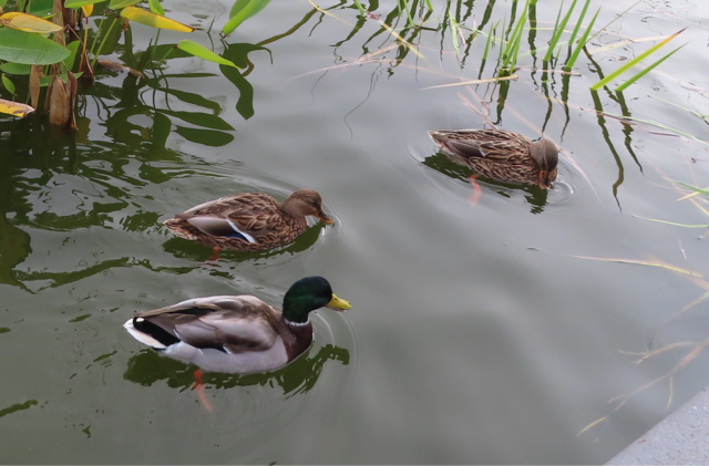 Ausschnitt aus dem Orignal-Foto. | Foto: M. A.