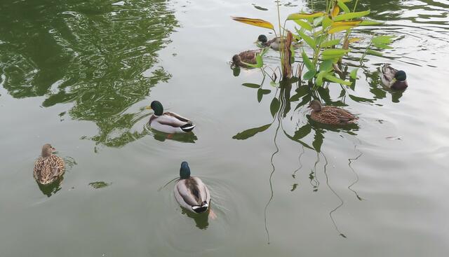 Ausschnitt aus dem Orignal-Foto. | Foto: M. A.