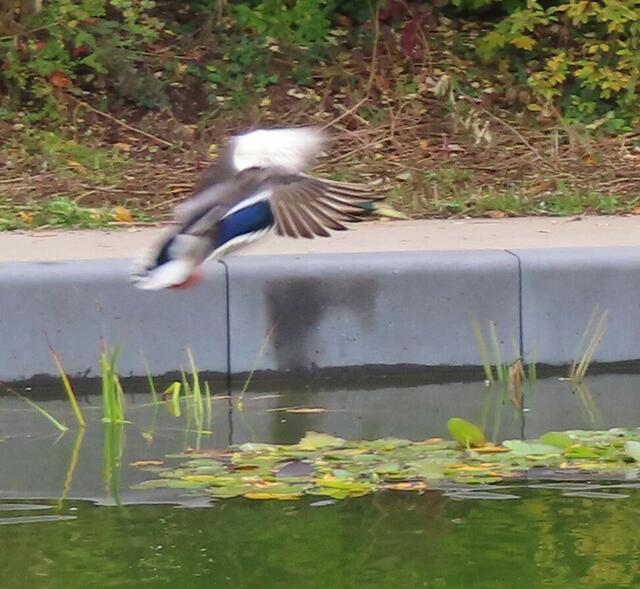 Ausschnitt aus dem Orignal-Foto. | Foto: M. A.