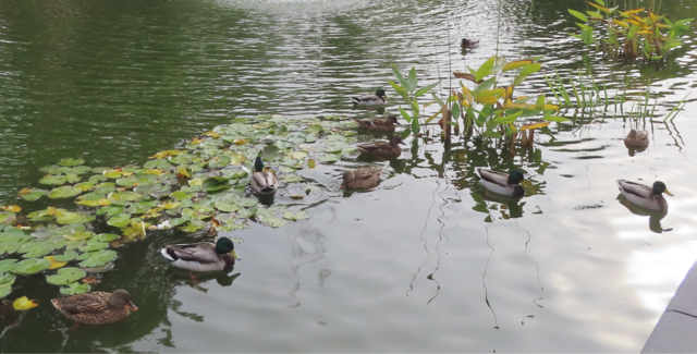 Ausschnitt aus dem Orignal-Foto. | Foto: M. A.