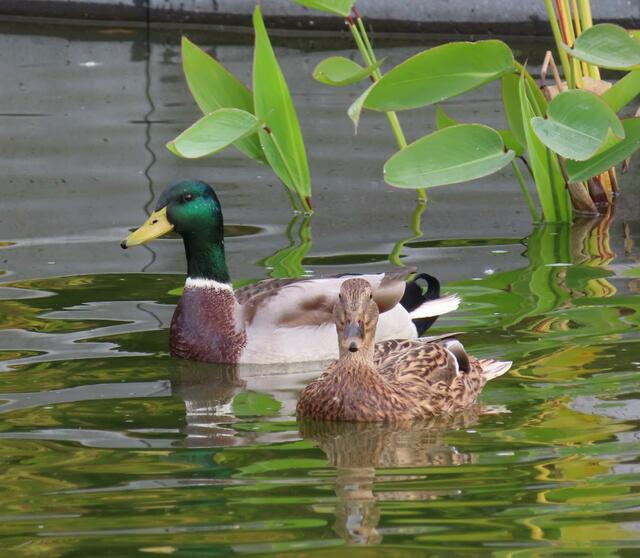 Ausschnitt aus dem Orignal-Foto. | Foto: M. A.