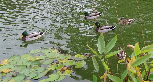 Ausschnitt aus dem Orignal-Foto. | Foto: M. A.