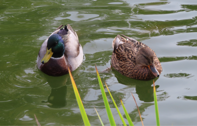 Ausschnitt aus dem Orignal-Foto. | Foto: M. A.