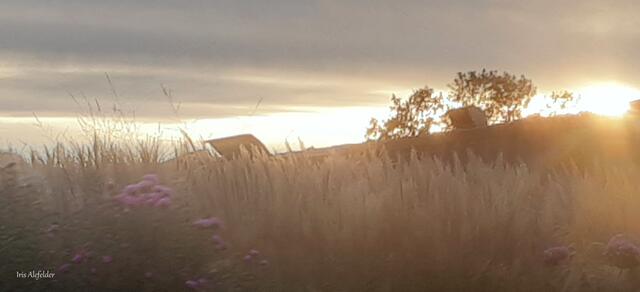 Foto: Iris Alefelder