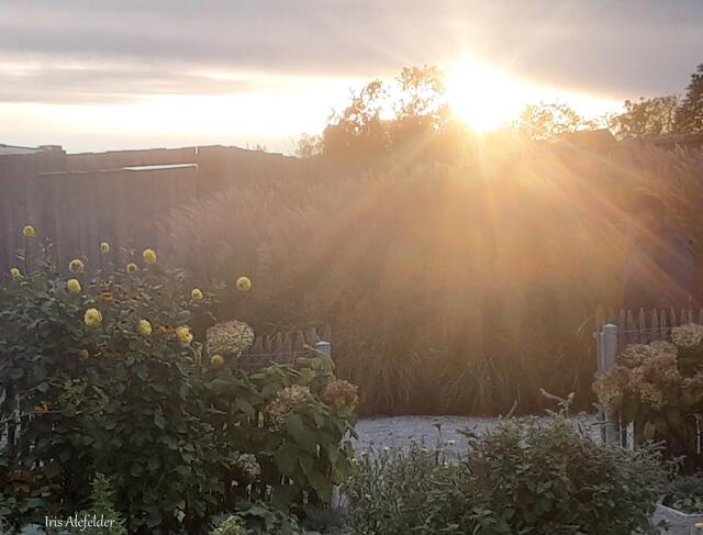 Foto: Iris Alefelder