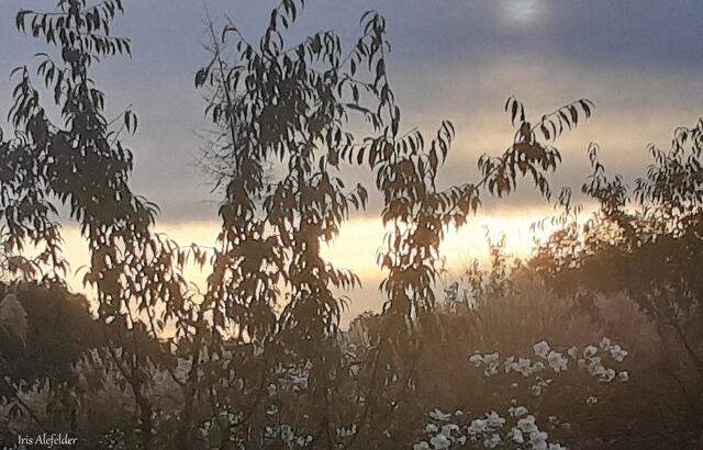 Foto: Iris Alefelder