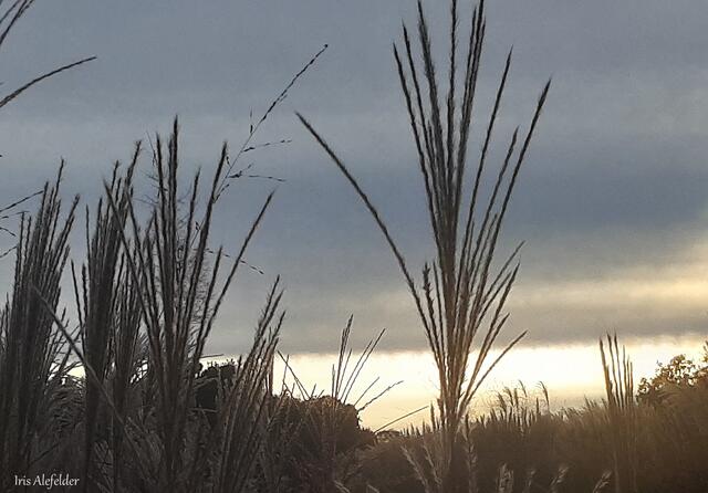 Foto: Iris Alefelder