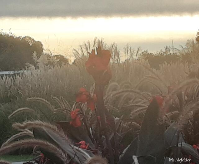 Foto: Iris Alefelder