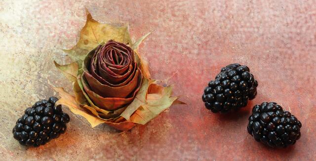 Stillleben mit Brombeeren und "Herbstrose aus Laub"