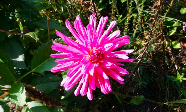 Prächtige Dahlie in einem Beet | Foto: Shima Mahi