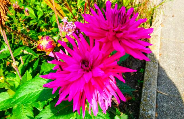 Dahlien in Licht und Schatten | Foto: Shima Mahi