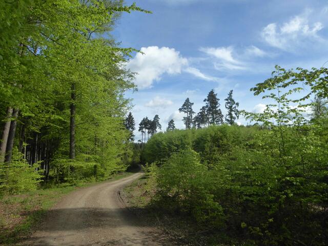 Waldwanderweg | Foto: Dr. Hubert Raab