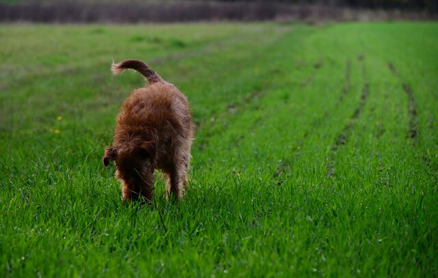 Er darf nur schnuppern, nichts drauf machen auf ein Feld.