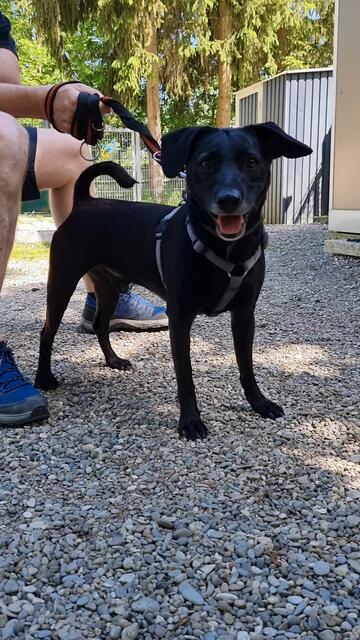 Blacky | Foto: Tierheim Höchstädt