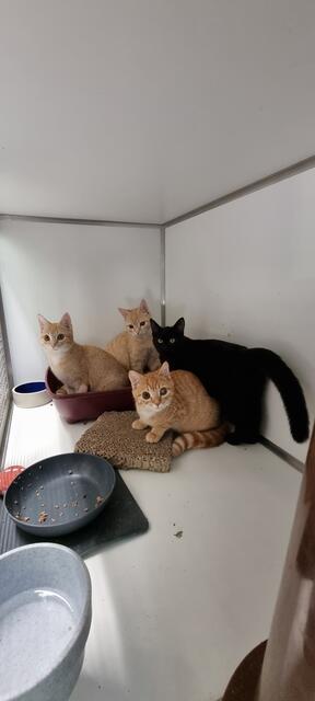 Butterkeks, Buiskuit, Nero und Brösel