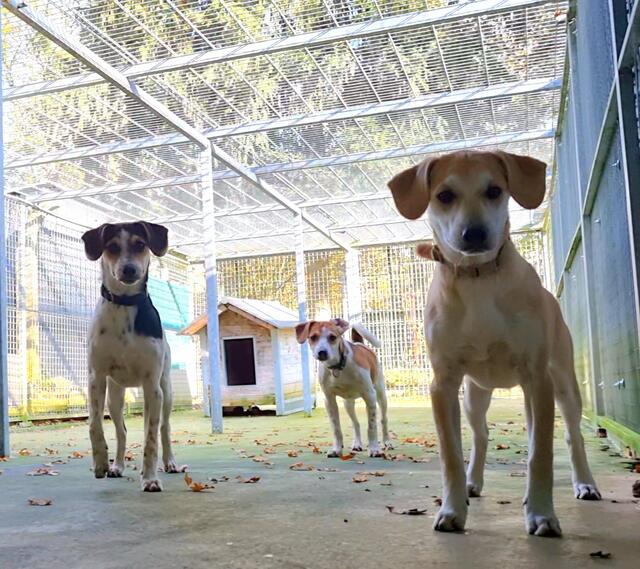 Luigi, Luca und Lennox | Foto: Sabine Pollok