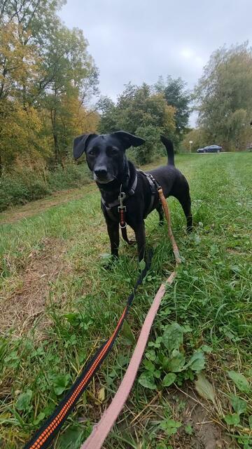 Blacky | Foto: Sabine Pollok